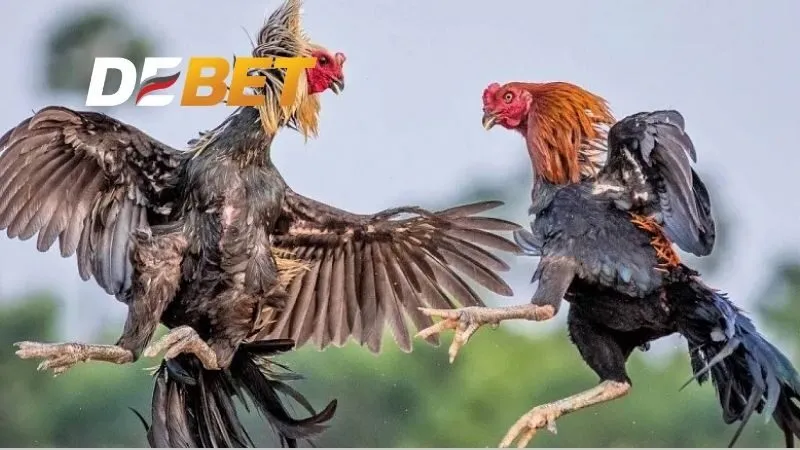 Cách nuôi gà đá chân mạnh với chế độ dinh dưỡng hợp lý