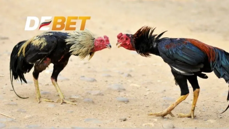 Giới thiệu về cách nuôi gà đá sung