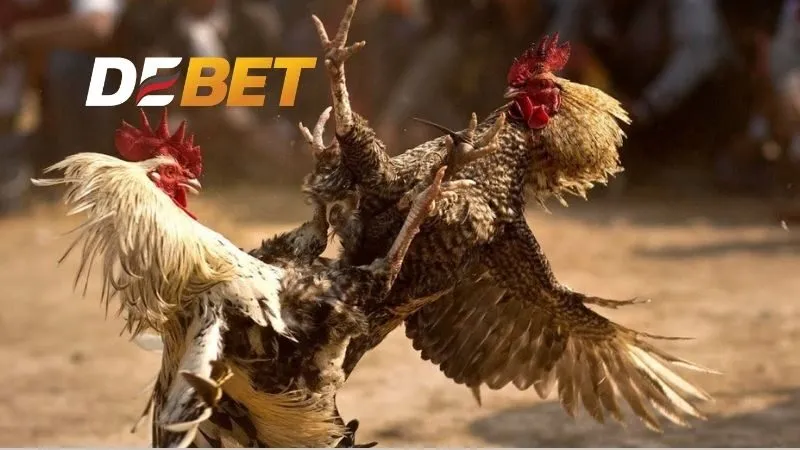 Tầm quan trọng của việc biết cách tập lực cho gà đá