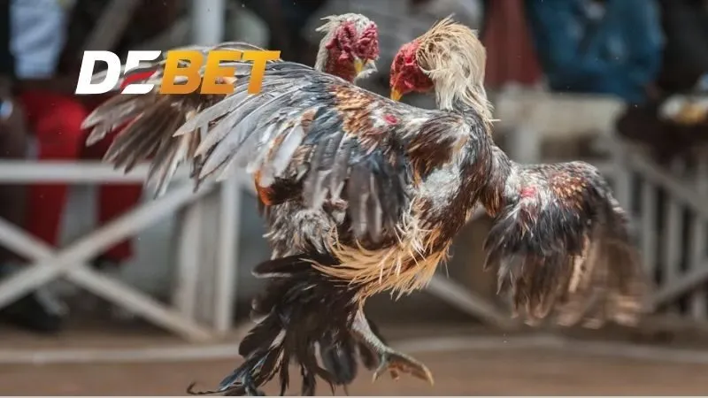 Cách tập lực cho gà đá với các bài tập cơ bản